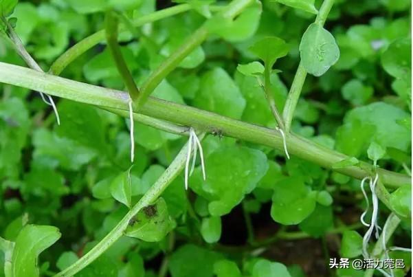 西洋菜_西洋菜是什么菜