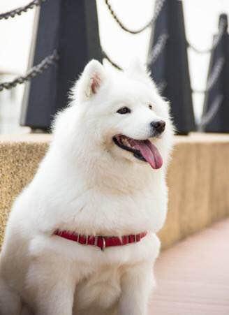 世界名犬_世界名犬排名前十名