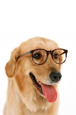 世界名犬_世界名犬排名前十名