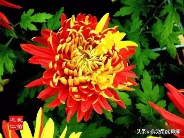 爱情典故_爱情典故成语