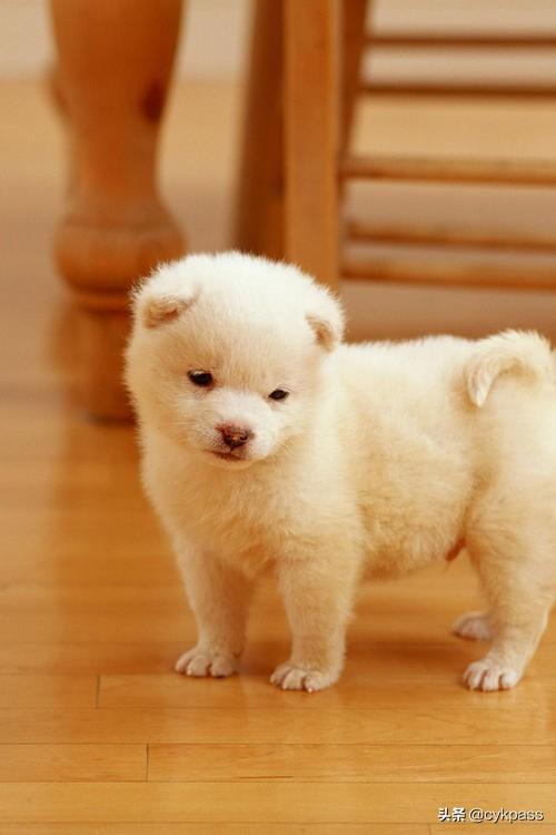 三年级动物童话故事作文300字