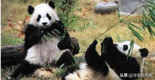 走进国宝大熊猫的故事（国宝大熊猫的历史故事）