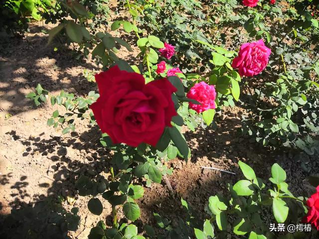 塞翁失马的故事讲了什么道理